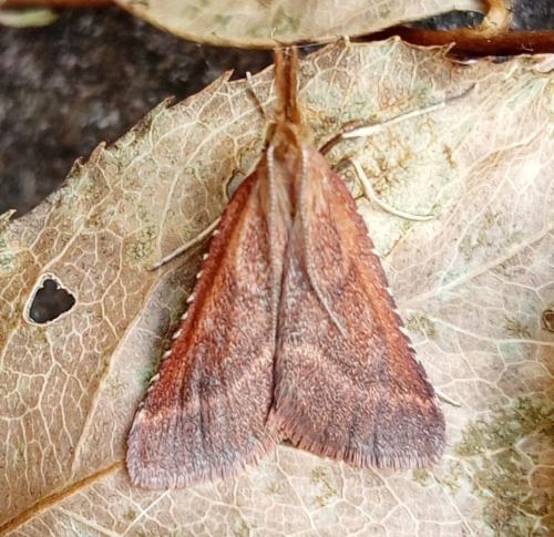 Réf. 326 915 : Synaphe punctalis